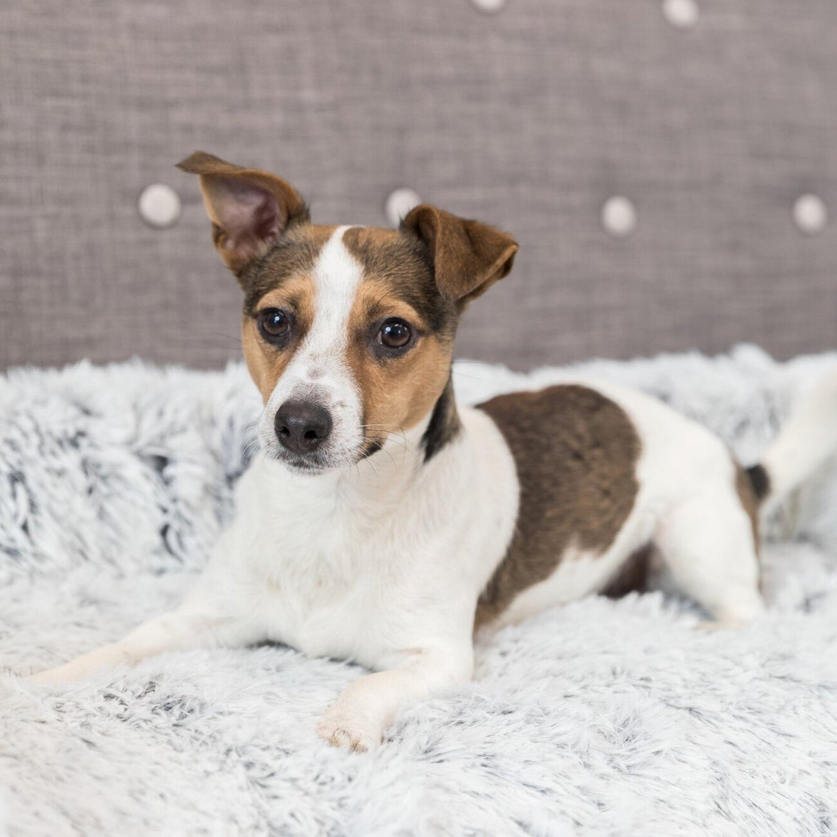 Polster-Schondecke Harvey für Hunde