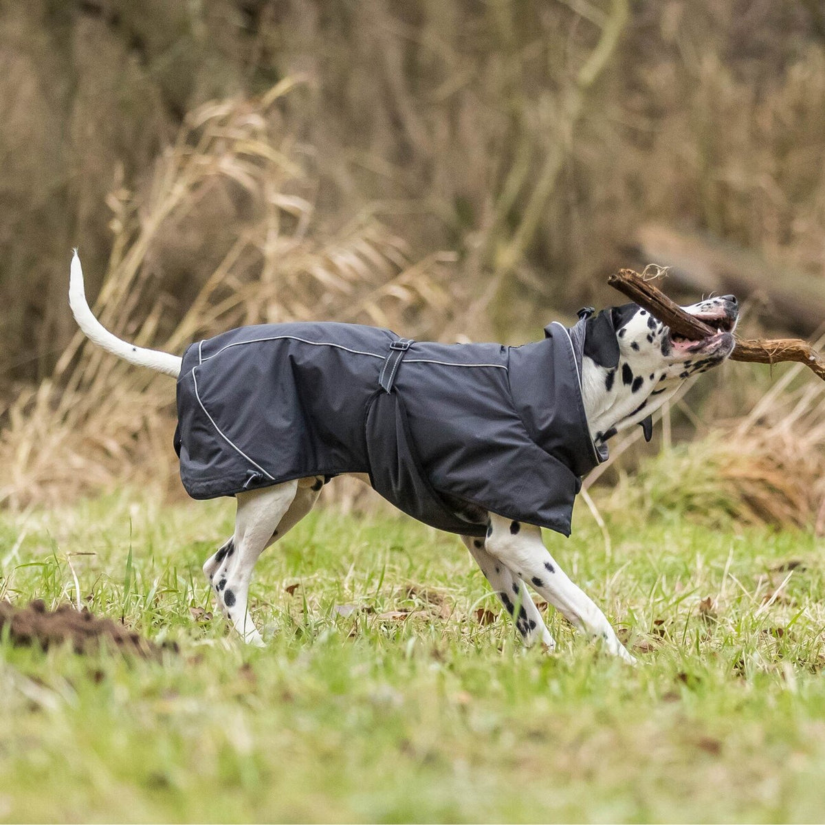 Regenmantel für Hunde Calvi