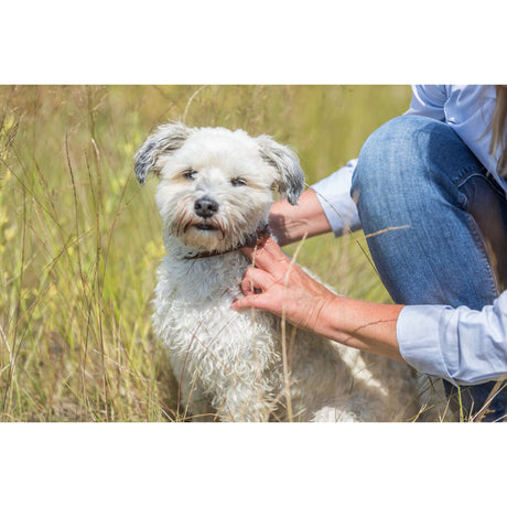 Ungeziefer Halsband für Hunde