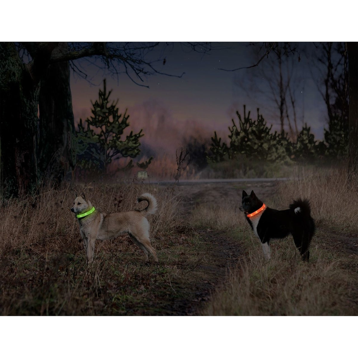 Visio Light Leuchthalsband LED für Hunde mit Langhaar