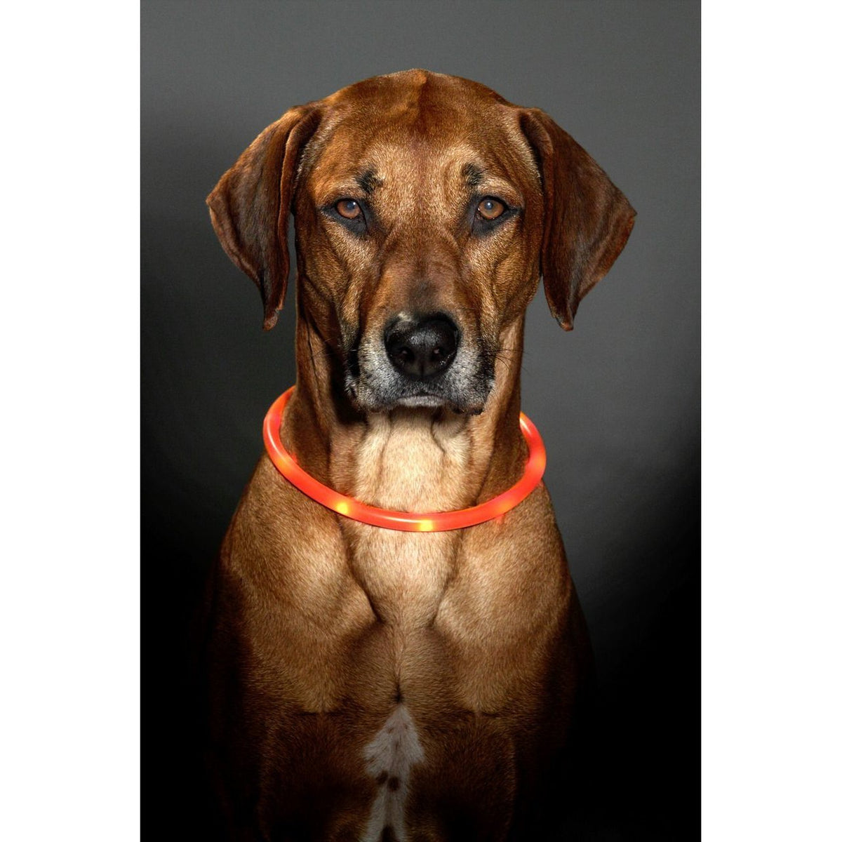 Visio Light Leuchthalsband für Hunde