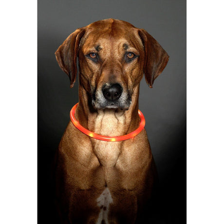 Visio Light Leuchthalsband für Hunde