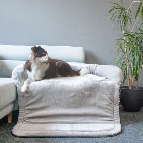 Sofadecke für Hunde aus Plüsch