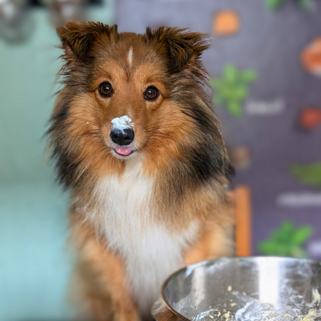 Pup-Cakes Backmischung für Hunde – Hafer, Lamm & Kürbis