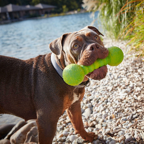 Wolters Aqua-Fun Gym Hundespielzeug