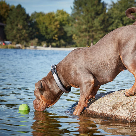 Wolters Aqua-Fun Wasserball Hundespielzeug