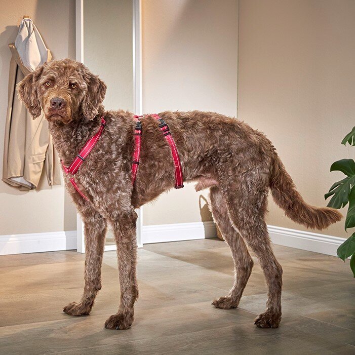 Ausbruchssicheres Hundegeschirr Soft & Safe No Escape