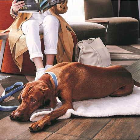 Hunde Reisedecke Vagabund