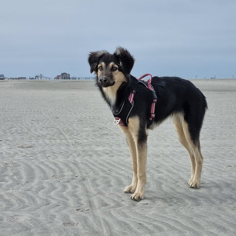 Hundegeschirr Active Pro