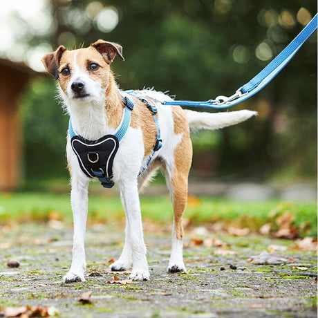 Wolters Hundegeschirr gepolstert Professional Comfort