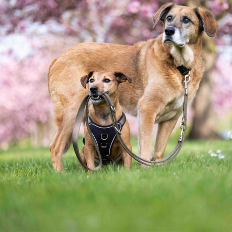 Wolters Hundegeschirr gepolstert Professional Comfort