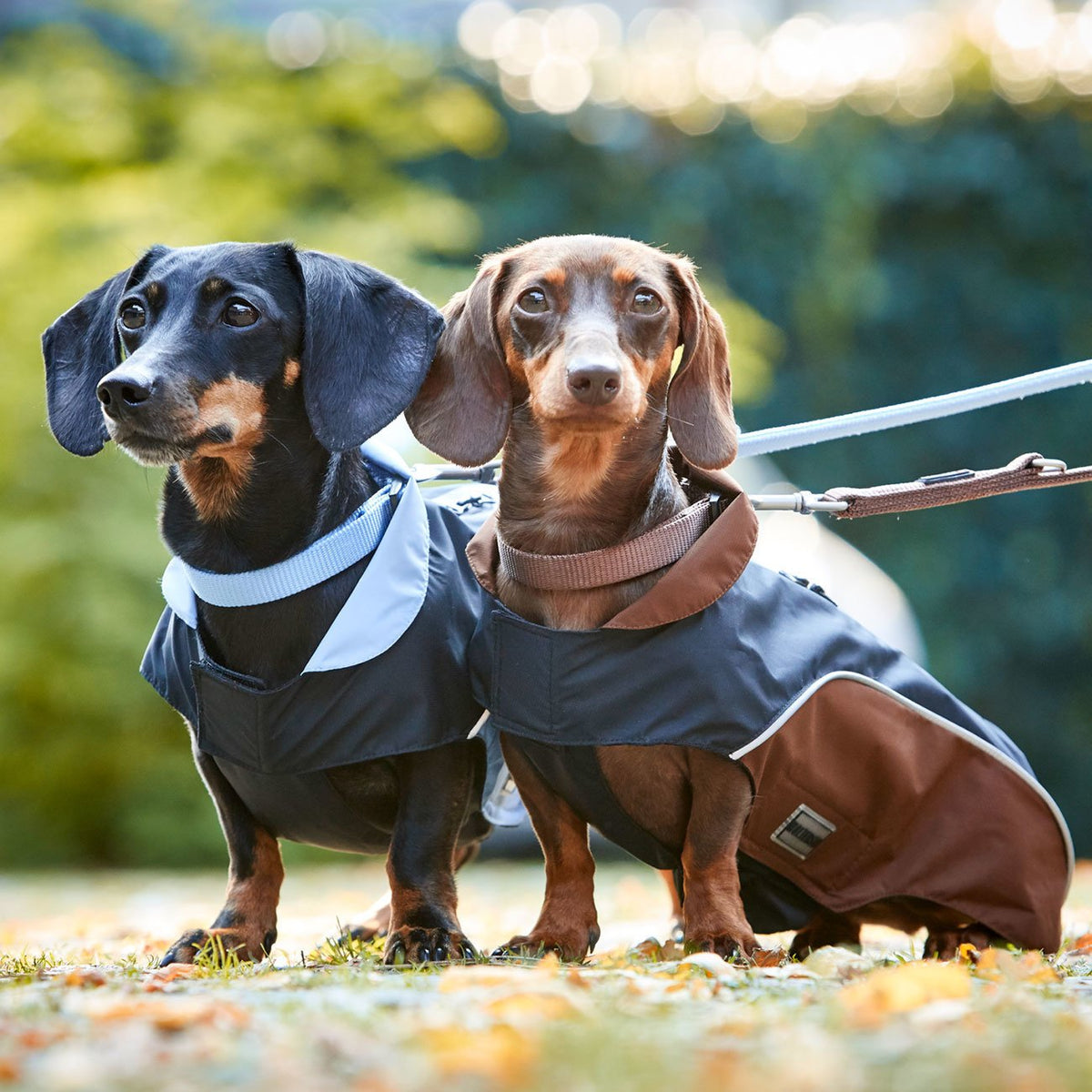Wolters Regenjacke Easy Rain für Dackel