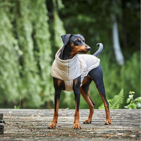 Steppjacke Hund Cosy
