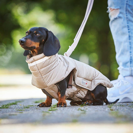 Steppjacke Cosy für Dackel