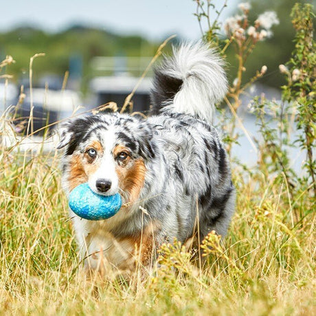 Wolters Straußenei Hundespielzeug