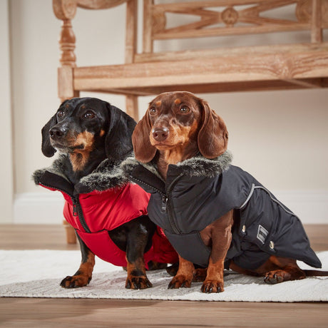 Wolters Winterjacke Amundsen für Dackel