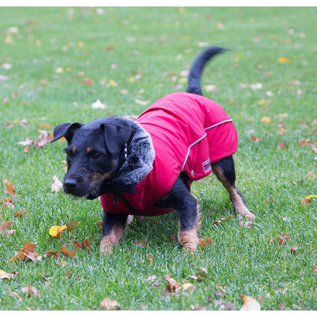 Wolters Winterjacke für Hunde Amundsen