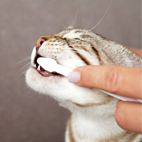 Zahnpflege-Set, Zahnbürste Zahnpasta für Katzen